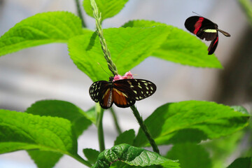 Tiger Longwing butterfly (Heliconius hecale) resting on vegetation - тъмно кафяво с жълто