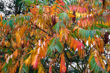 Colorful staghorn sumac or velvet sumac in autumn
