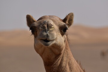Closeup shot of camel's head.A view from Abu Dhabi desert.