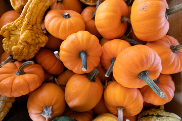 Assortment of colorful gourds in a bin at a farmer's market