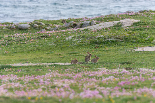 Three wild rabbits on Omey Island, Ireland. Three rabbits on a green meadow. Three rabbits on a flower field.