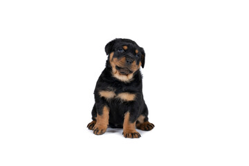 Beautiful Rottweiler puppy, age five weeks, studio shot isolated in white