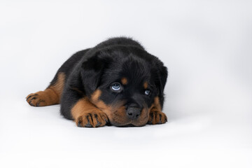 Beautiful Rottweiler puppy, age five weeks, studio shot isolated in white