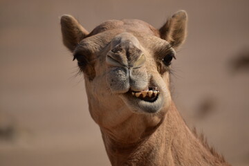 Closeup shot of camel's head.A view from Abu Dhabi desert.