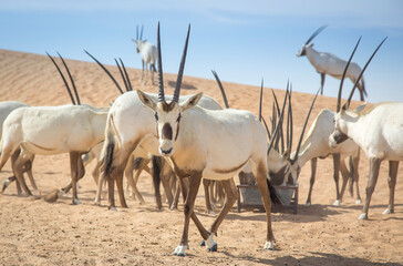 arabian oryx in a desert near Dubai