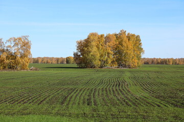 Birch trees in a wheat field in autumn in the Altai in Russia