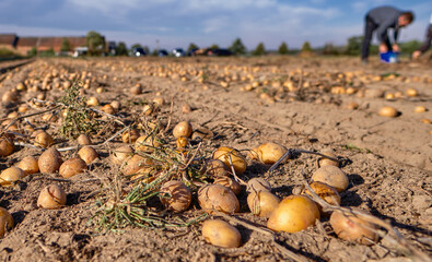 Obraz premium Potato harvest in sunshine in autumn, fresh organic potatoes in the field. 