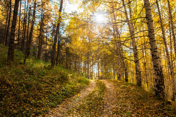 Autumn landscape. Beautiful birch trees. Walk in the birch forest. Natural background. Place to insert text.