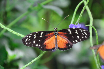 Fototapeta na wymiar Tiger Longwing butterfly (Heliconius hecale) resting on vegetation - тъмно кафяво с жълто