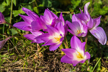 Colchicum usually blooms in autumn