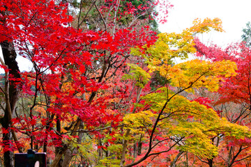 the beautiful Momiji autumn colorful maple background at Kiyomizu-Dera temple and Kyoto, Japan, Kiyomizu-Dera is UNESCO world heritage sites