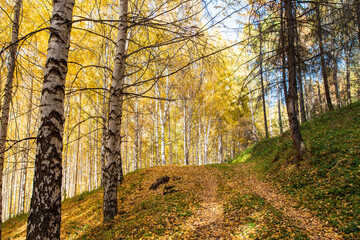 Autumn landscape. Beautiful birch trees. Walk in the birch forest. Natural background. Place to insert text.