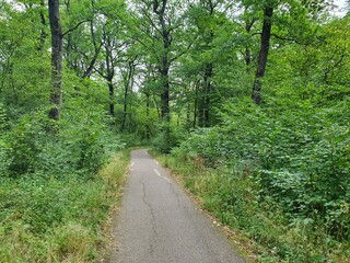 Natur Weg im Wald im Sommer grün