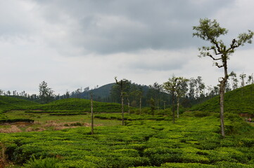 Fototapeta na wymiar landscape with tea plantation