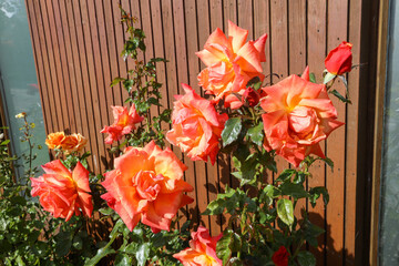 Flowers and plant