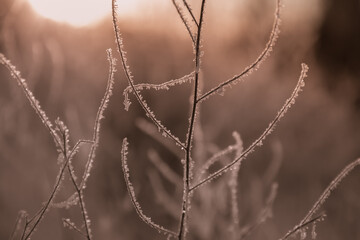 frost on grass