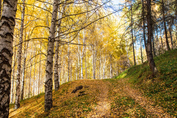 Autumn landscape. Beautiful birch trees. Walk in the birch forest. Natural background. Place to insert text.