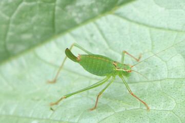 insecte