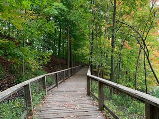 wooden bridge in the forest