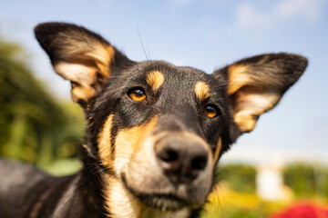 Close-up portrait of a dog outdoors on a background of blue sky.