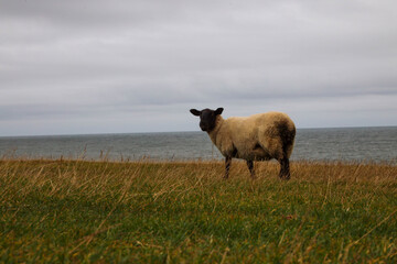 Sheep and grass in scotland