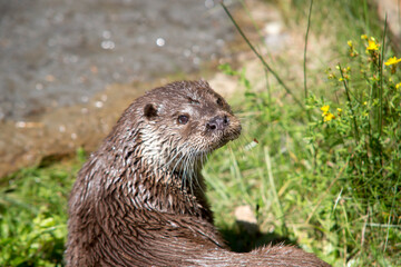 loutre d'Europe  European otter