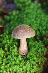 mushroom in the forest, Mushroom Panther 