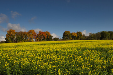 Obraz premium Herbstlandschaft Vollmarsburg Hauneck