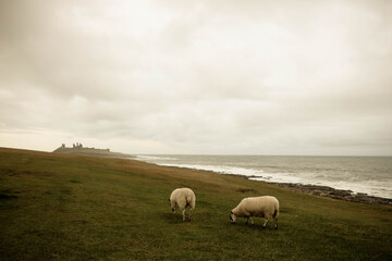 Sheeps on the grass in scotland