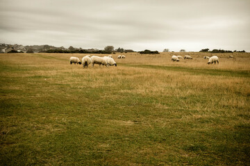 Sheeps on the grass in scotland