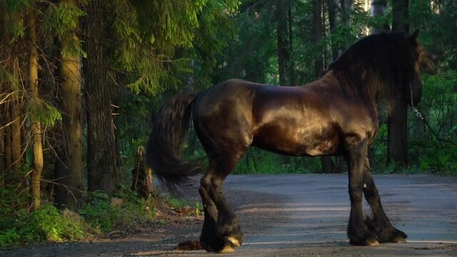Frisian horse in forest at sunset light, slow-motion