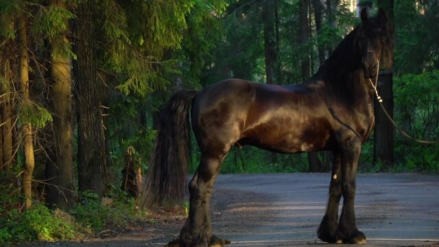 Frisian long maned stallion standing on forest road, slow-motion
