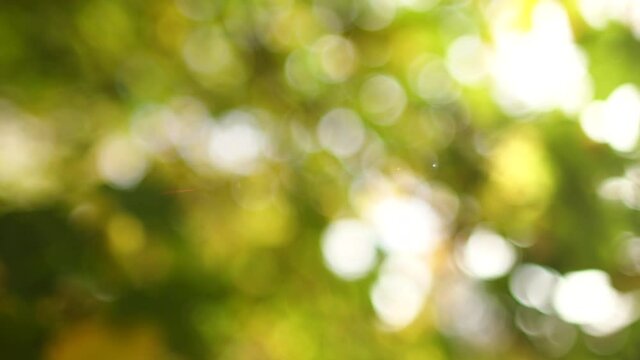 Beautiful yellow and green vibrant natural 4k video bokeh abstract background. Defocused leaves of old autumn trees and soft sunset sunlight transparenting through branches.