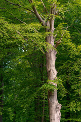 Fototapeta premium green summer forest