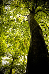 Fototapeta premium Trees in a dark forest