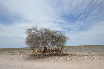 Fototapeta na wymiar Extreme Heat in Etosha National Park