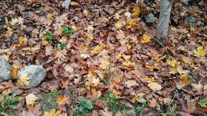 autumn
