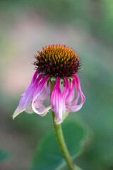Withered petals echinacea coneflower on blurred background
