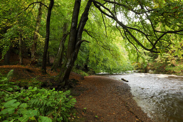 Trees in a dark forest