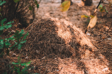 anthill in the forest