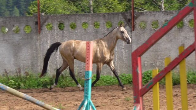 Buckskin horse on show-jumping field in slow-motion