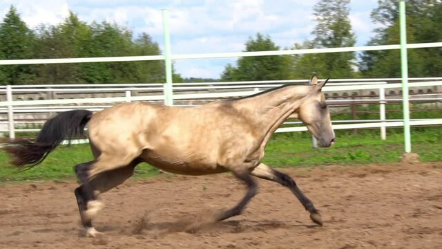 Buckskin horse running, playing and kicking in paddock, slow-motion