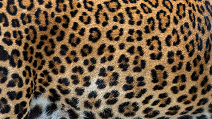 Leopard fur background (real fur)