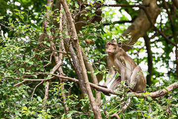 Naklejka na ściany i meble The daily lives of small monkeys, tropical forests, Thailand.