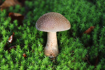 Mushroom Panther cap and false blusher, toadstool Amanita pantherina, mushrooms in the forest