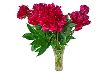 A Bouquet of Red Peonies in A Crystal Vase. Isolated On White Background