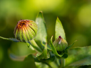 Calendula flower unopened bud on blurred background