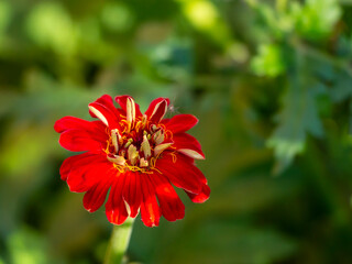 Red zinnia flower on green background