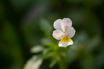 Pansies flower on dark green background