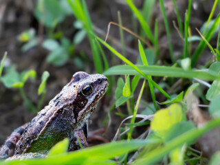 Rana temporaria frog in grass